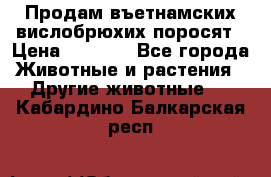 Продам въетнамских вислобрюхих поросят › Цена ­ 2 500 - Все города Животные и растения » Другие животные   . Кабардино-Балкарская респ.